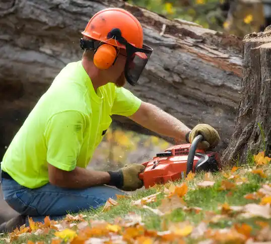 tree services Holiday Heights